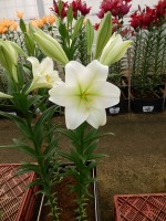 [5137 Global Village No02.JPG]